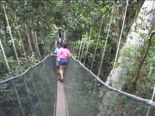 Canopi Walk 31